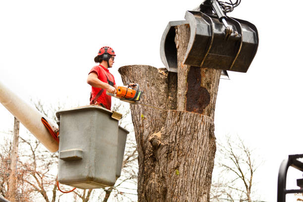 Cameron, MO Tree Care Company